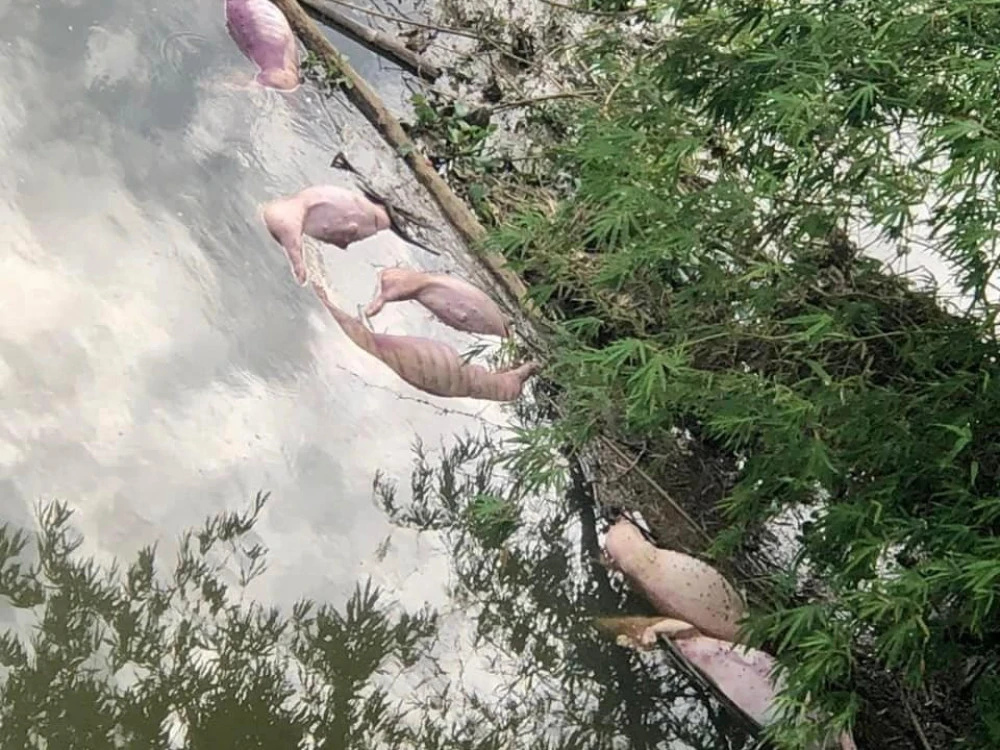 Xác heo nổi trên sông Ngàn Trươi. vut-xac-20-con-heo.jpg