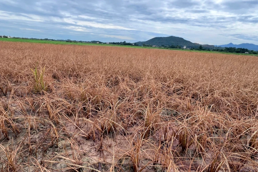 cao tốc Bắc - Nam