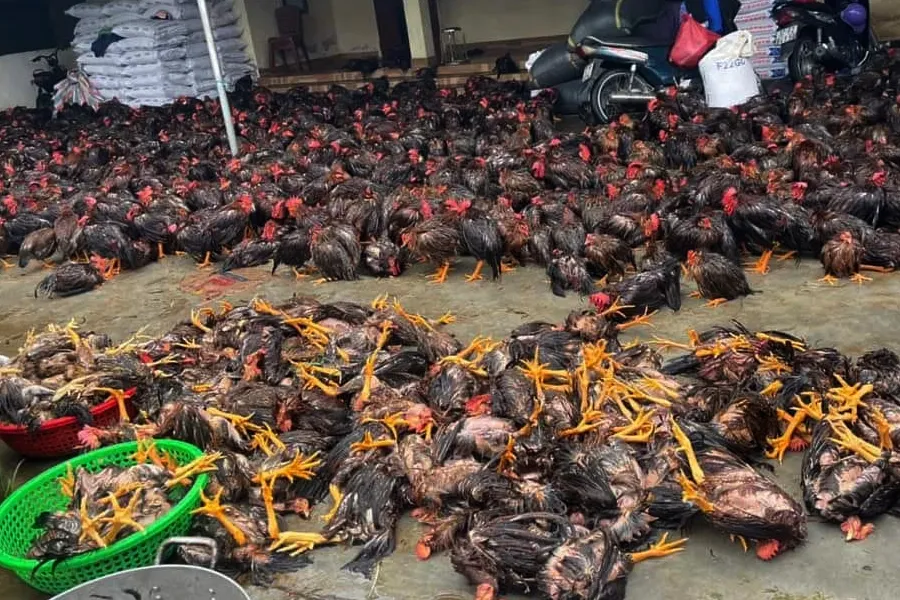 Mưa như trút nước làm lũ dâng quá nhanh làm chết hàng ngàn con gà của trang trại ở huyện Diễn Châu, Nghệ An. ga-chet.jpg