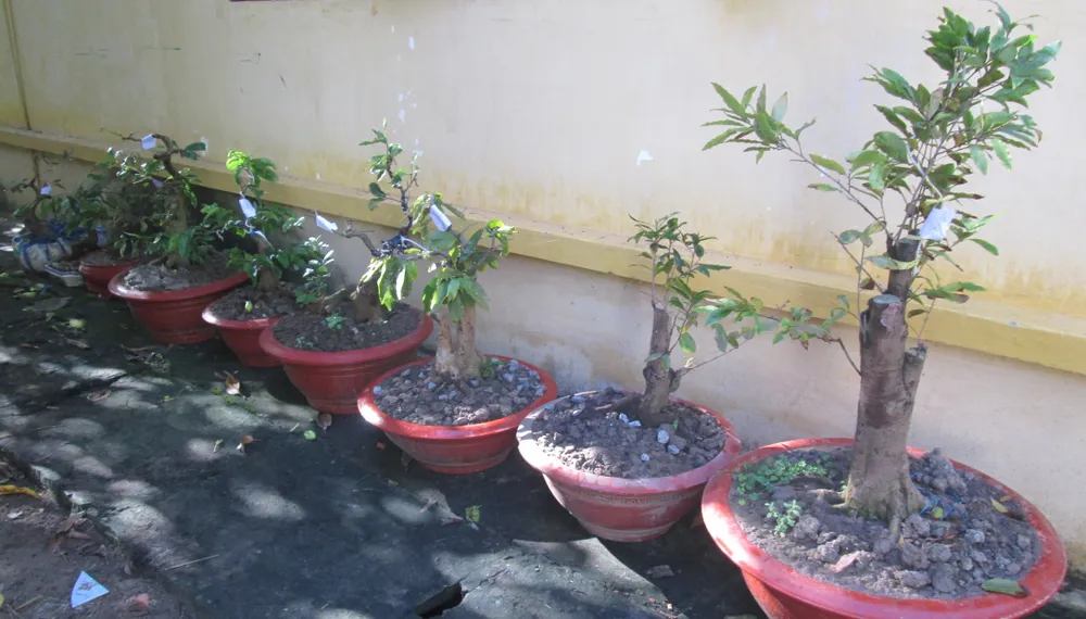 Khởi tố chuyên gia… 'sưu tầm' mai kiểng ảnh 2