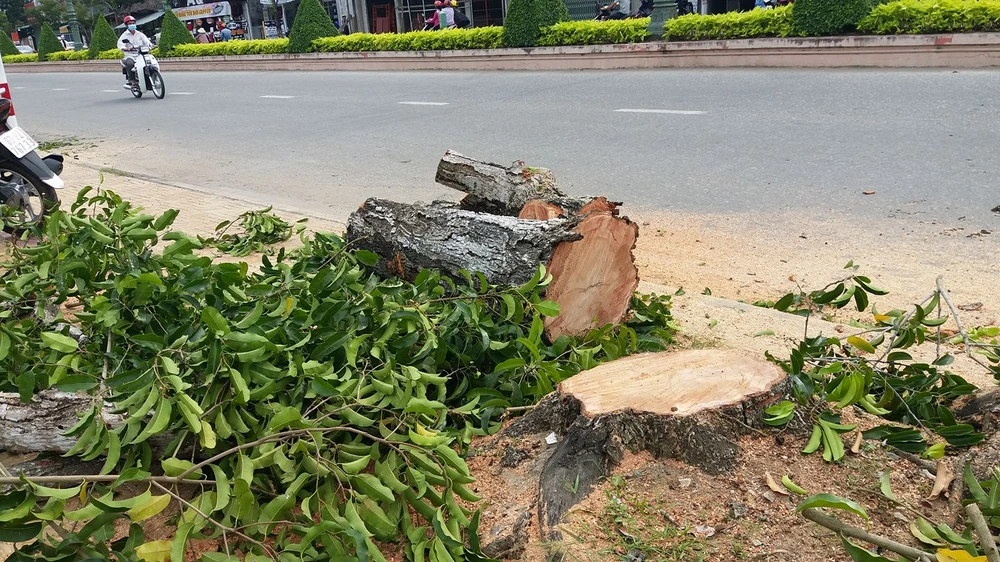 Nhiều cây bị cưa sát gốc