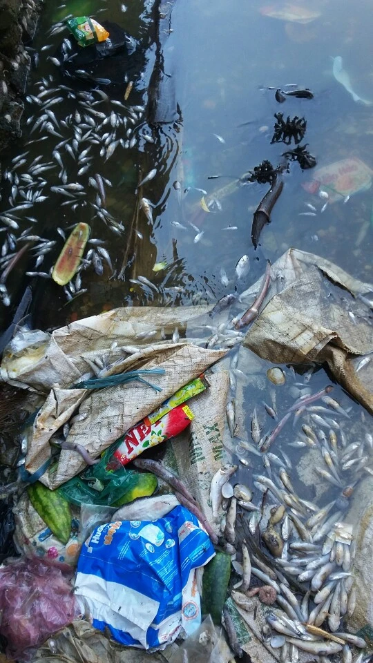 Cá biển chết hàng loạt ở Kiên Giang ảnh 2