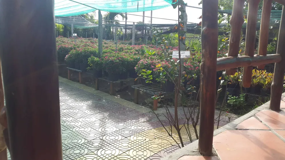 Checkin làng hoa Sa Đéc trước giờ trăm hoa đua nở ảnh 8