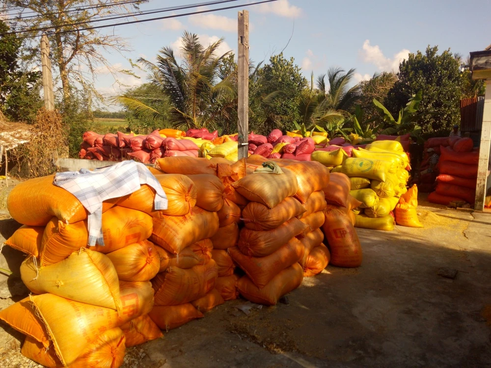 'Giải cứu' cấp tốc lúa gạo miền Tây: Rồi sao nữa? ảnh 2 'Giải cứu' cấp tốc lúa gạo miền Tây: Rồi sao nữa? ảnh 2