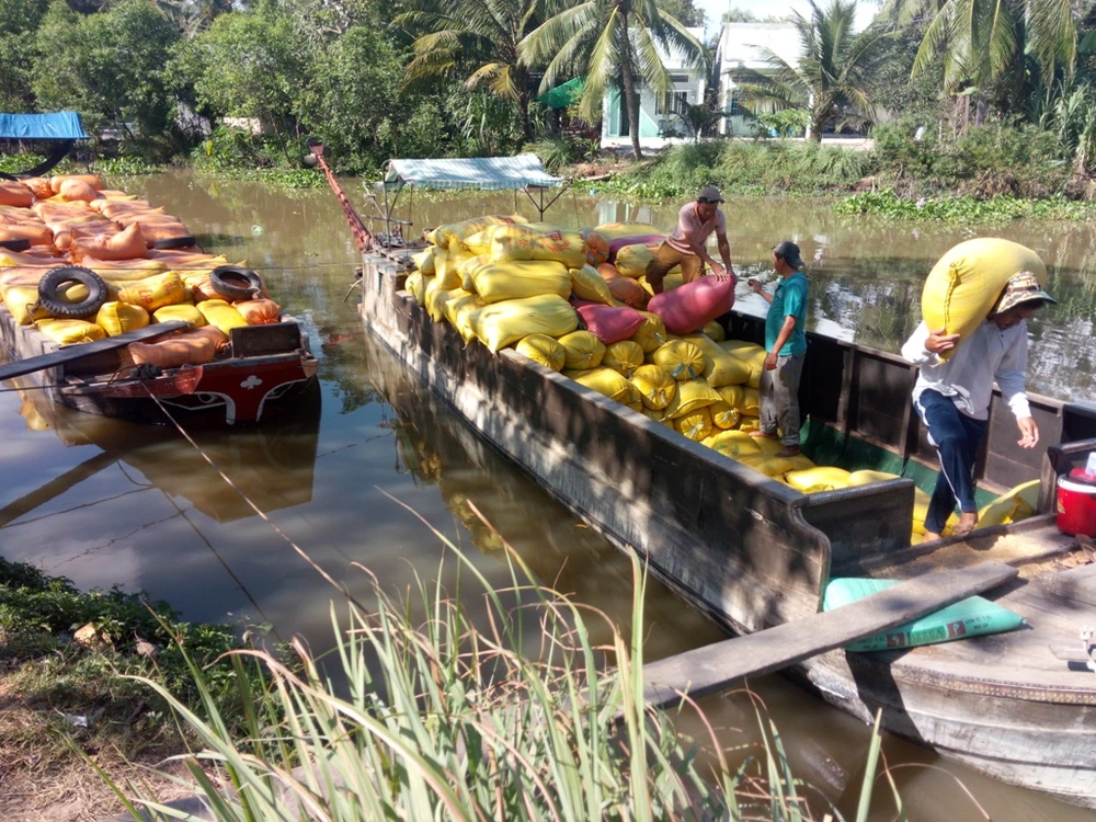 'Giải cứu' cấp tốc lúa gạo miền Tây: Rồi sao nữa? ảnh 3 'Giải cứu' cấp tốc lúa gạo miền Tây: Rồi sao nữa? ảnh 3