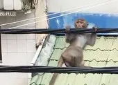 “Biệt đội” canh gác hàng trăm con khỉ trên núi Sơn Trà ảnh 3 Chú khỉ 'diễn xiếc' trên đường dây điện ở Bình Thạnh