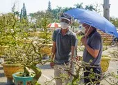 Doanh nhân Việt góp phần xoa dịu mất mát giữa đại dịch ảnh 2 Chợ hoa Tết Đà Nẵng hút khách mua