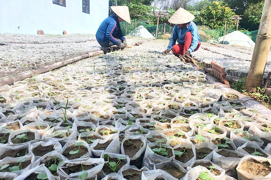 Hiện ông Tâm đang nhân giống sâm bố chính để bán ra thị trường. Ảnh: HT