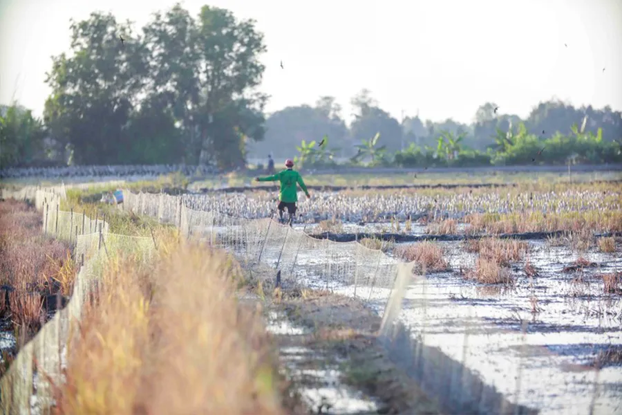 Nghề nuôi vịt chạy đồng nay đây mai đó, phải di chuyển đến nhiều nơi để chăn thả. Ảnh: HUỲNH DU