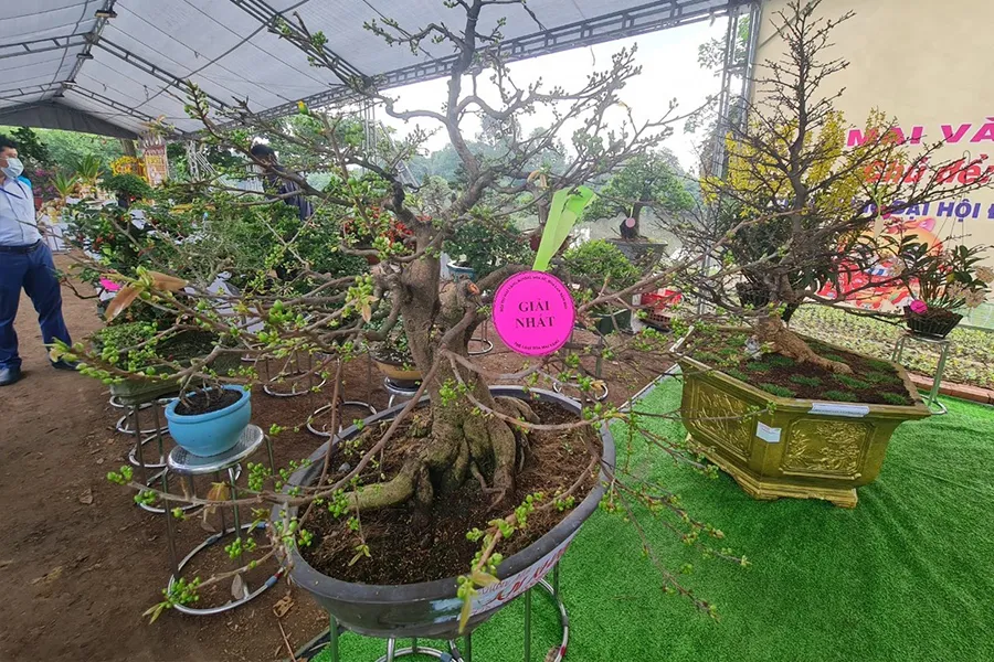 Cây mai đoạt giải nhất thể loại hoa mai vàng tại hội thi mai vàng, hoa sứ, hoa lan huyện Bình Chánh, TP.HCM. Ảnh: NGUYỄN CHÂU
