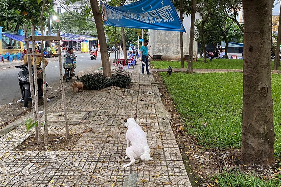 Người dân vô tư để chó thả rông, không rọ mõm, phóng uế bừa bãi tại nơi công cộng làm mất mỹ quan đô thị. Ảnh: HT