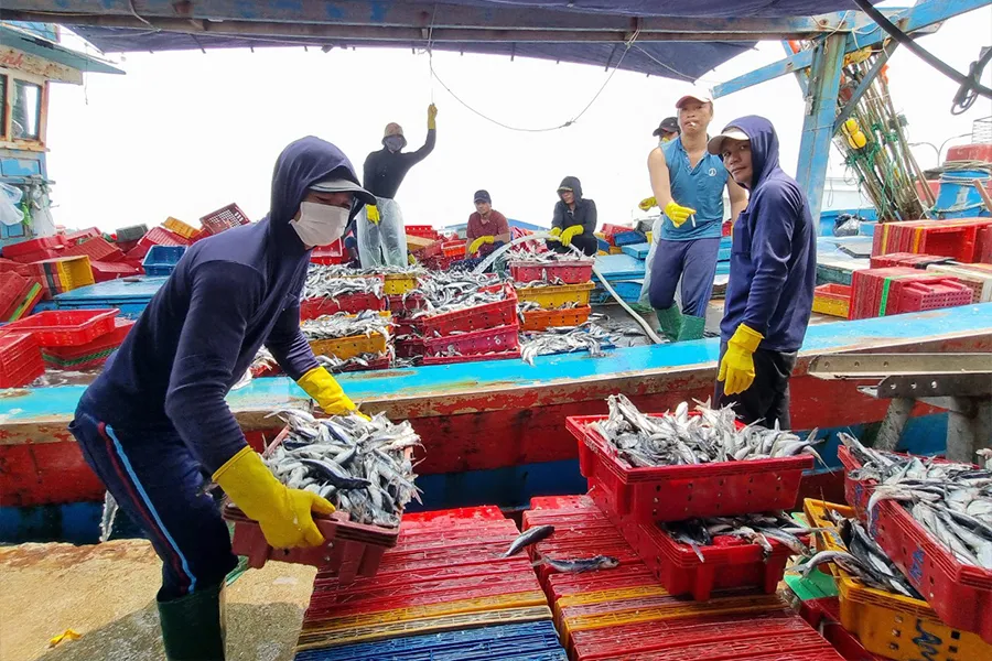 Tàu cá cập cảng Tam Quang (Quảng Nam) với nỗi lo được mùa mất giá. Ảnh: THANH NHẬT