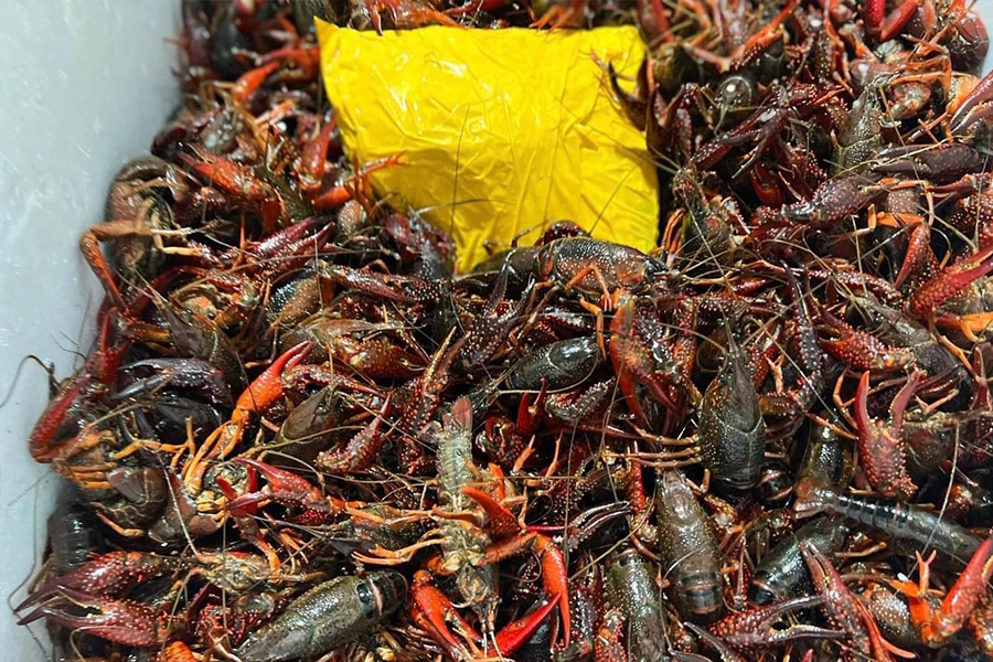 Dù đã bị cấm nhập khẩu nhưng thời gian gần đây tôm hùm đất lại được rao bán công khai. Ảnh: MINH TRÚC
