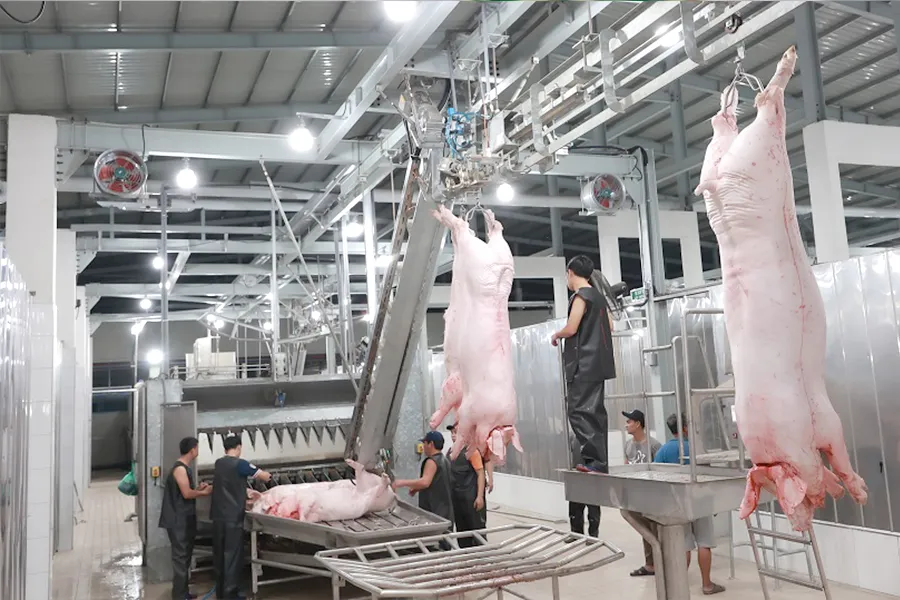 Hiện mỗi ngày TP.HCM tiêu thụ khoảng 10.000 con heo. Ảnh: T.UYÊN