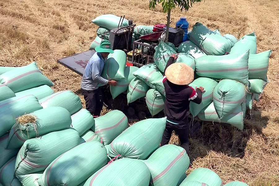 Chuyên gia đưa ra bốn giải pháp để gỡ các điểm nghẽn của chuỗi giá trị lúa gạo Việt Nam. ﻿Ảnh: CHÂU ANH