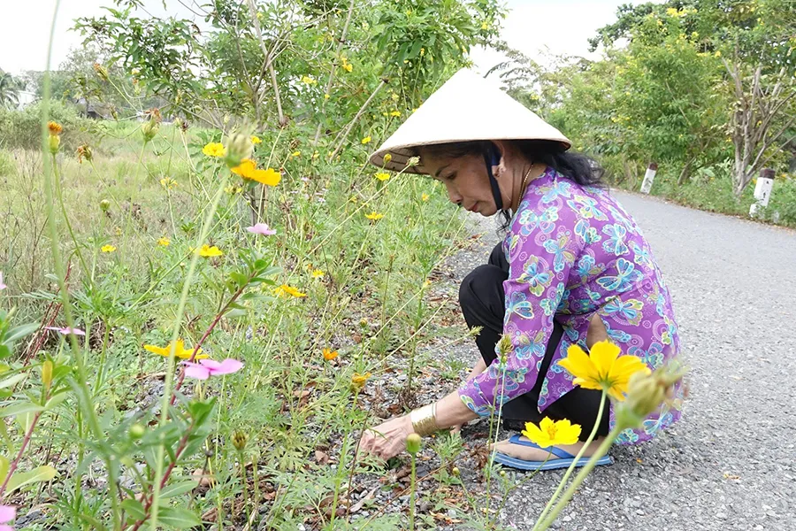 Bà Mai bên “con đường xuân” rực rỡ sắc hoa chuông vàng do chính mình chăm sóc.