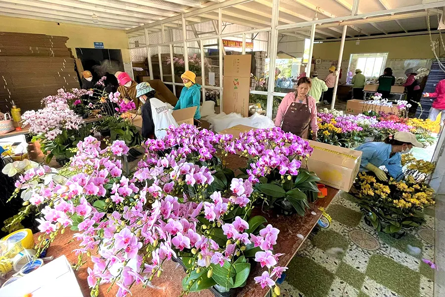 w-P11-Hoa- tet-đa-lat 2.jpg