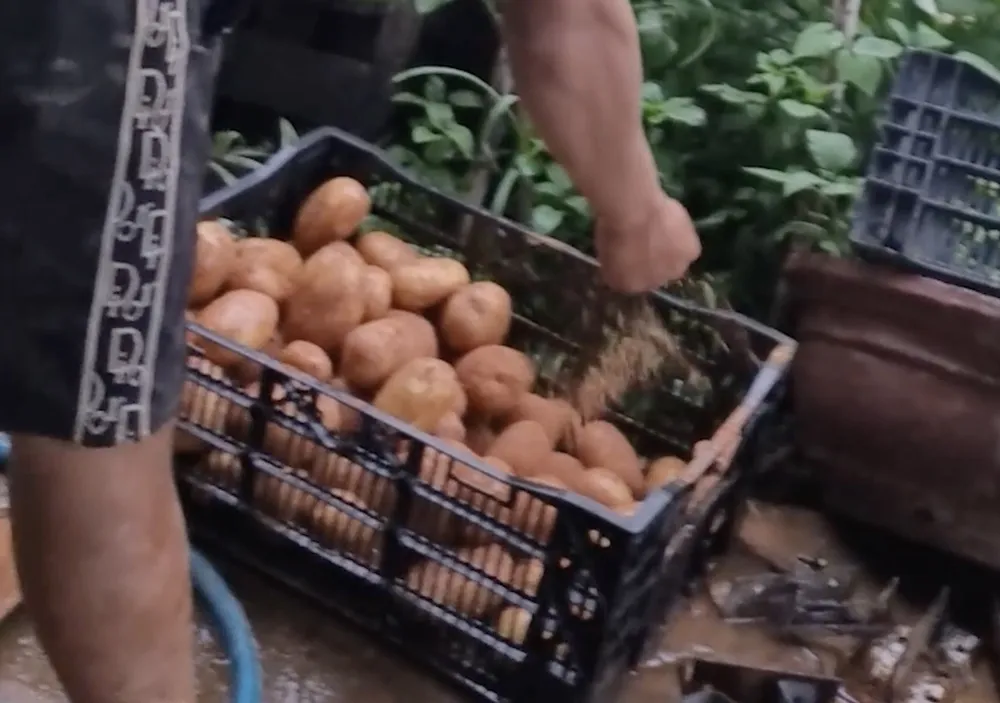Nam thanh niên chuẩn bị đất đỏ và rắc lên khoai tây Trung Quốc để thành nông sản Đà Lạt. p5_phu3_nhompv_ttam.jpg