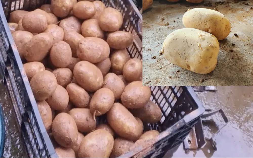 Khoai tây Trung Quốc trước khi rắc đất đỏ (nhỏ) và sau khi nhuộm bằng đất đỏ Đà Lạt. p5_phu4_nhompv_ttam.jpg