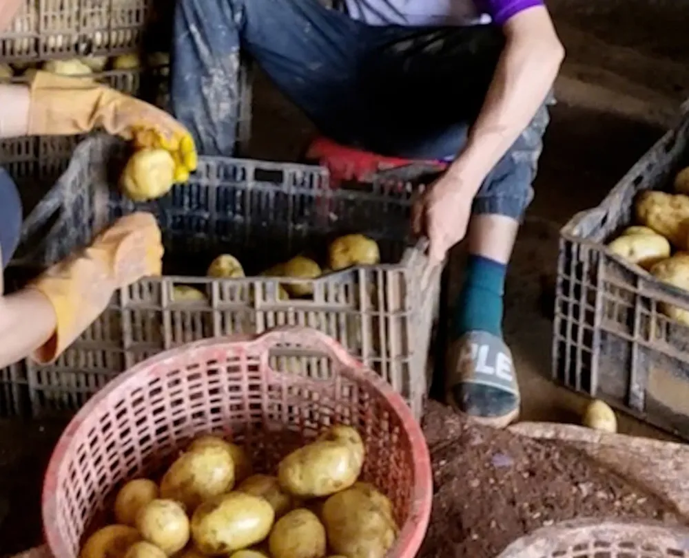 Một số vựa nông sản cho trộn đất rồi đóng thùng, dán tem nông sản Đà Lạt cho khoai tây Trung Quốc tại huyện Đơn Dương (Lâm Đồng). Ảnh: M.HẬu- T.SANG P10-11-anhphu2.jpg