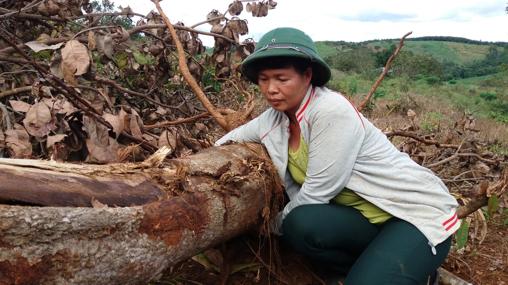 Vụ nổ súng ở Đắk Nông: GĐ công ty Long Sơn từng nói gì? ảnh 2