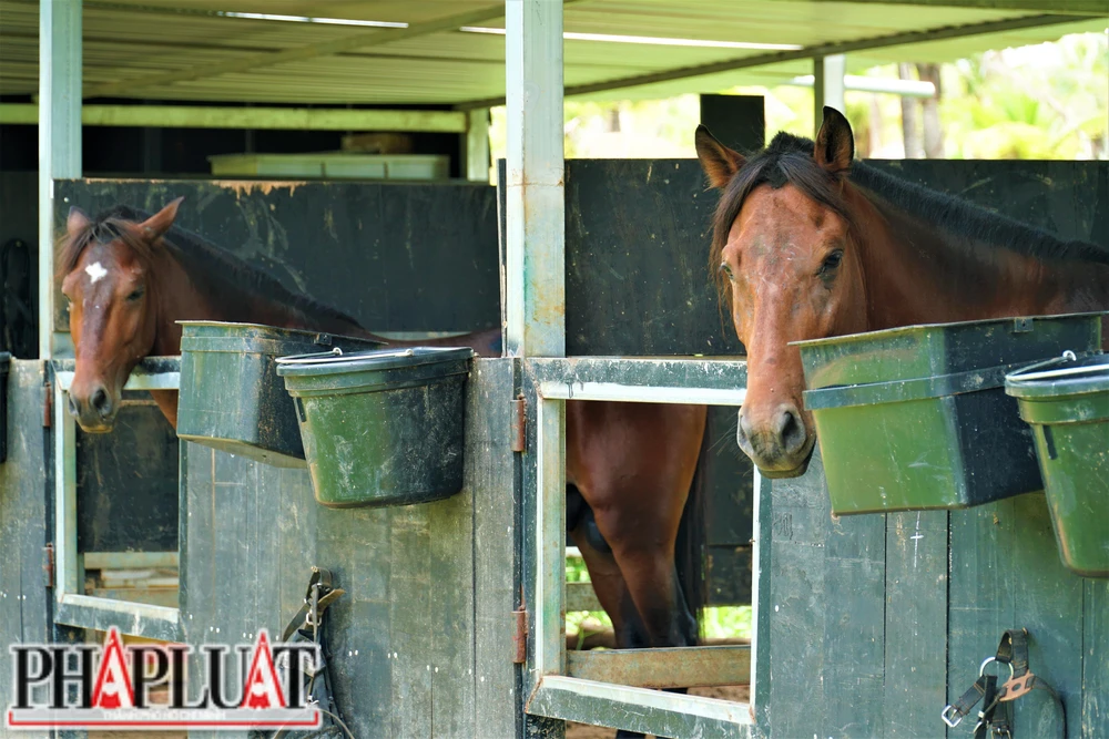 Dựa vào hình thể mà mỗi người có thể cưỡi những giống ngựa khác nhau. Dựa vào hình thể mà mỗi người có thể cưỡi những giống ngựa khác nhau.