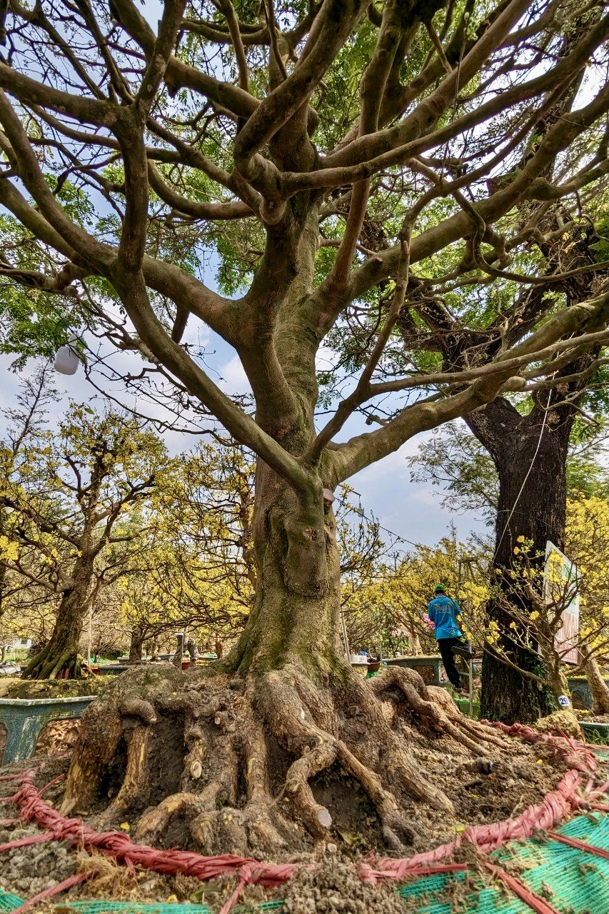 Cây mai này được định giá 4 tỉ bởi có bộ rễ nổi gồ lên cao và có hình dáng giống vuốt rồng, chia tán cổ nguyên thủy, chiều cao cây khoảng 5 mét, tán ngang cây khoảng 7 mét. Ảnh: BẢO PHƯƠNG