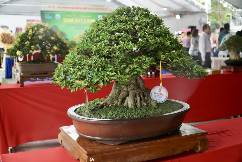 Cây bonsai đạt giải bạc Hội thi triển lãm sinh vật cảnh. Ảnh: QUANG VINH hoi-thi-trien-lam-sinh-vat-canh-4.JPG