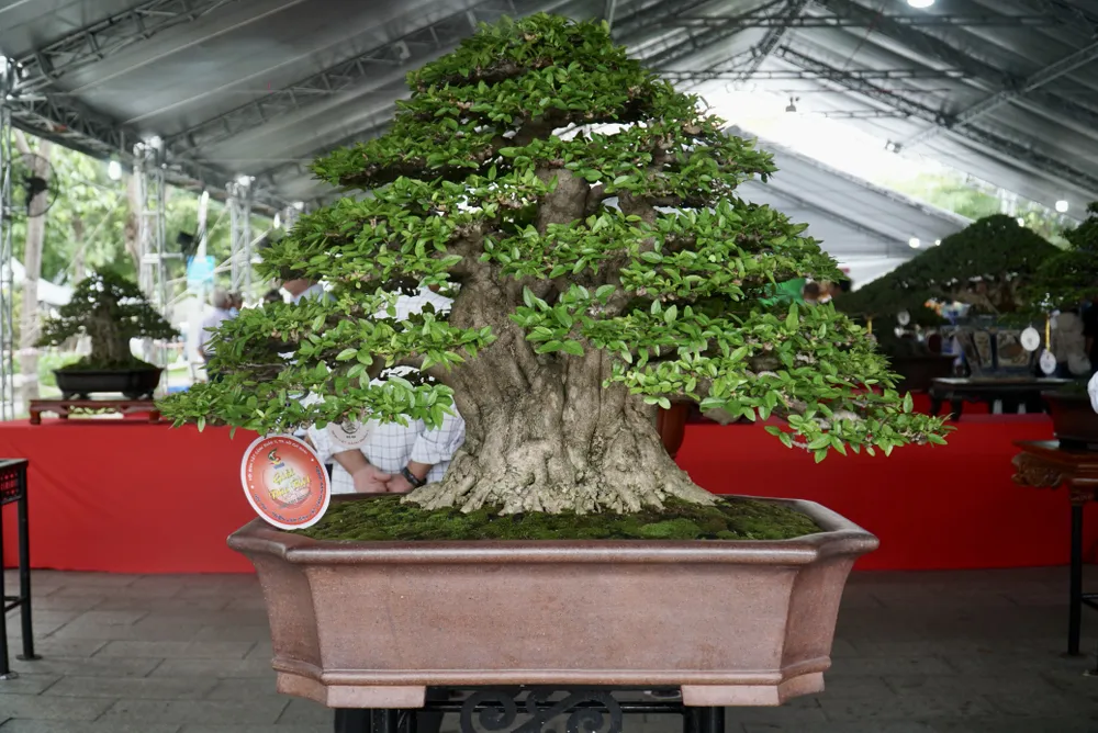 Cây bonsai đạt giải đặc biệt của nghệ nhân Phan Hồng Hải. Ảnh: QUANG VINH hoi-thi-trien-lam-sinh-vat-canh-7.JPG hội thi triển lãm sinh vật cảnh