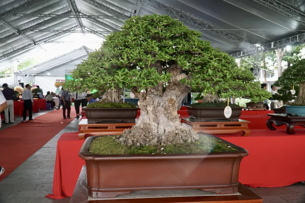 Cây bonsai đạt giải vàng Hội thi triển lãm sinh vật cảnh năm 2024. Ảnh: QUANG VINH hoi-thi-trien-lam-sinh-vat-canh-8.JPG