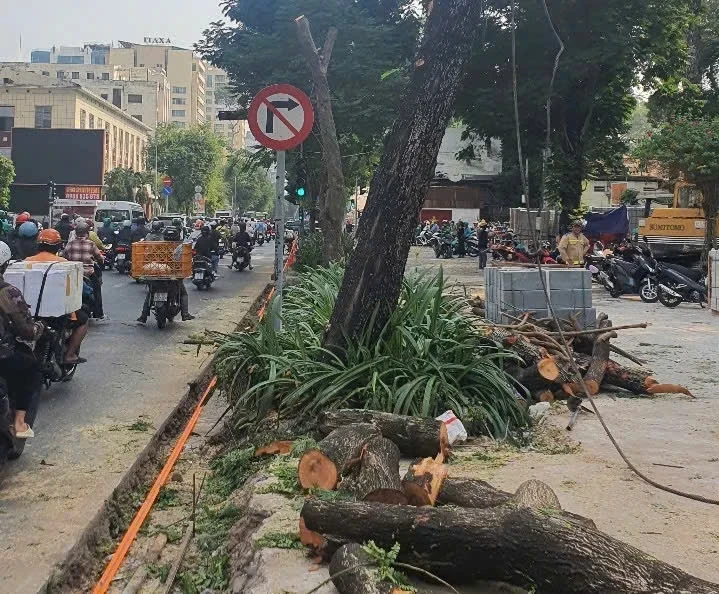 17 cây lim sẹt ở quận 1 bị xâm hại khi làm mới vỉa hè. Ảnh: NV 17-cay-lim-set-o-quan-1-1.jpg TP.HCM đang làm rõ trách nhiệm vụ 17 cây lim sẹt ở quận 1 bị xâm hại
