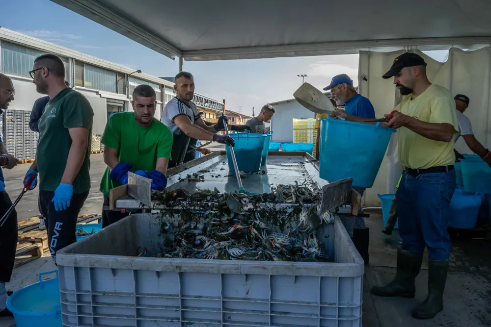 Cua xanh được phân loại trước khi mang đi chào bán với thương lái. Ảnh: THE NEW YORK TIMES 24italy-crabs-dispatch-07-zqht-superJumbo.jpg