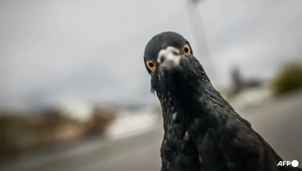 Một tài xế taxi ở Tokyo đã bị bắt vì cố tình lái xe tông đàn bồ câu làm một con chết, cảnh sát cho biết ngày 5-12. Ảnh: AFP.