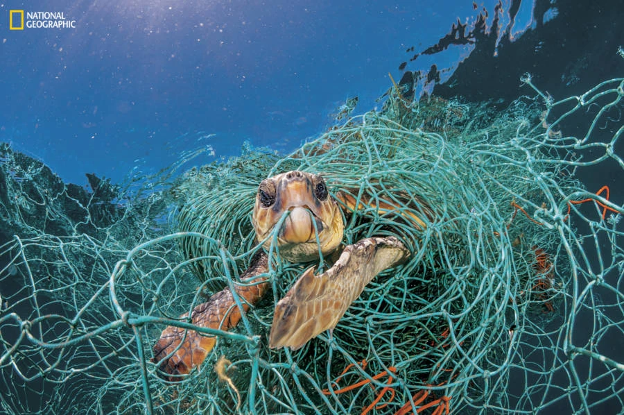 Rùa biển vùng vẫy khỏi lưới đánh cá ở Địa Trung Hải ngoài khơi Tây Ban Nha. ẢNH: NATIONAL GEOGRAPHIC. rac-thai-nhua-dai-duong-7845-1263.png