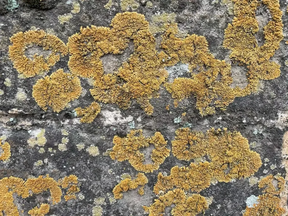 close-up-view-of-biocrusts-on-the-great-wall-6-1796.jpg