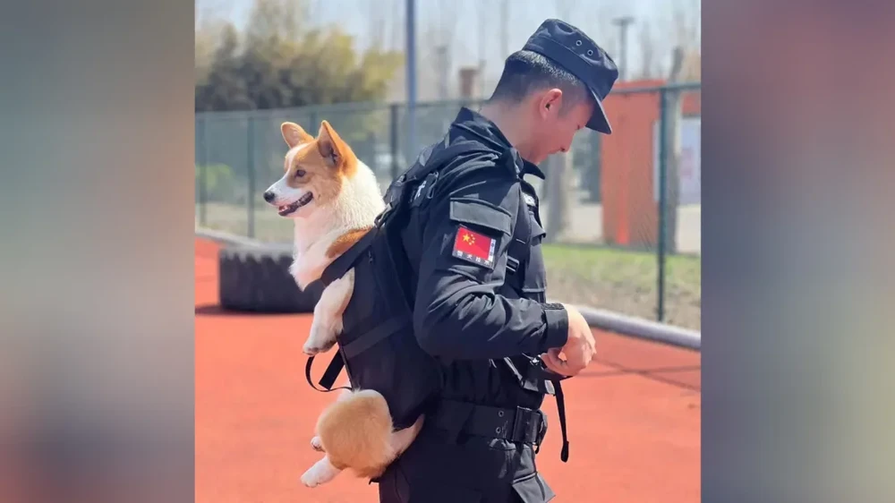 Phúc Tài ngoài sân huấn luyện. Ảnh: CHINA DAILY Cảnh khuyển 1.png