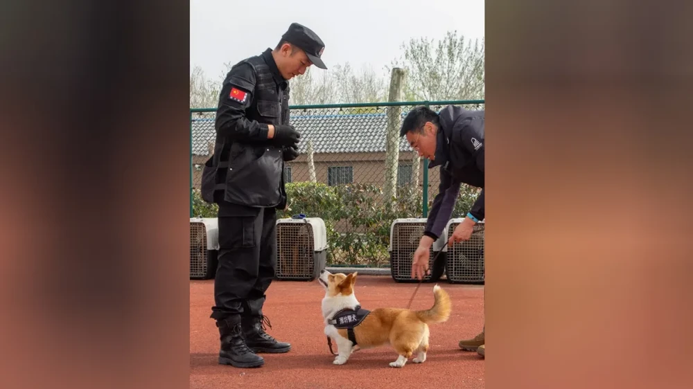 Phúc Tài tham gia huấn luyện tại đồn cảnh sát TP Duy Phường (tỉnh Sơn Đông, TQ). Ảnh: CHINA DAILY Cảnh khuyển 2.png