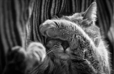 Giải mã: những điều chưa ai biết về loài mèo ảnh 2