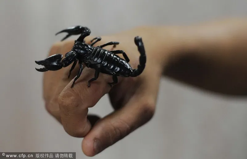 Ngắm 15 con thú cưng 'độc đáo' ảnh 13