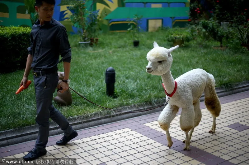 Ngắm 15 con thú cưng 'độc đáo' ảnh 1