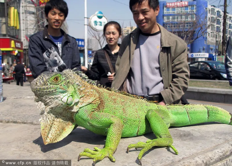 Ngắm 15 con thú cưng 'độc đáo' ảnh 6