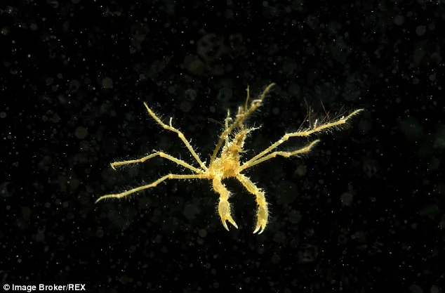 10 loài 'thủy quái' kinh hoàng ảnh 4 10 loài 'thủy quái' kinh hoàng ảnh 4