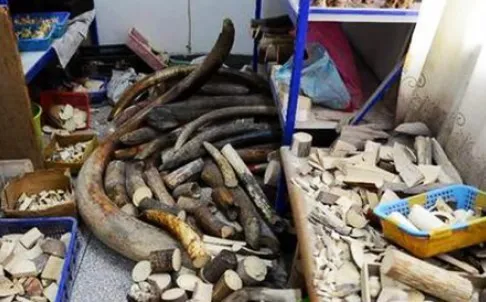 Cảnh sát Trung Quốc tịch thu 600 kg ngà voi ảnh 1