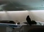 Máy bay náo loạn vì chim sáo 'đi lậu' máy bay