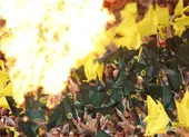 Hy hữu: Wolfsburg bị xử thua ngược vì thay quá số người quy định ảnh 4 Chùm ảnh: Fan Anh trở lại như chưa từng có COVID-19