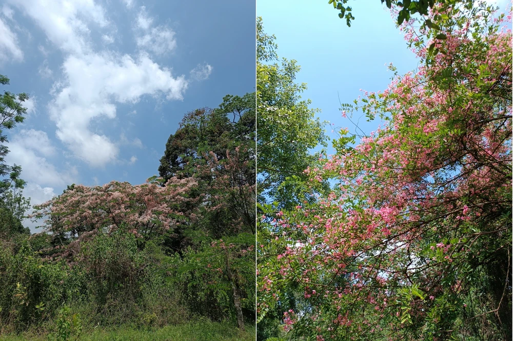 Muồng đào nở rộ nhiều cũng là lúc báo hiệu mùa mưa về với rừng Cát Tiên.