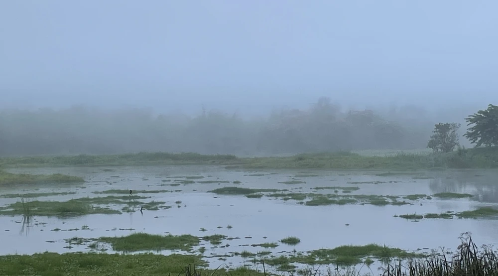 Bàu Sấu không chỉ là ngôi nhà của cá sấu mà còn tập trung rất nhiều loài động thực vật có tên trong sách đỏ Việt Nam và thế giới.