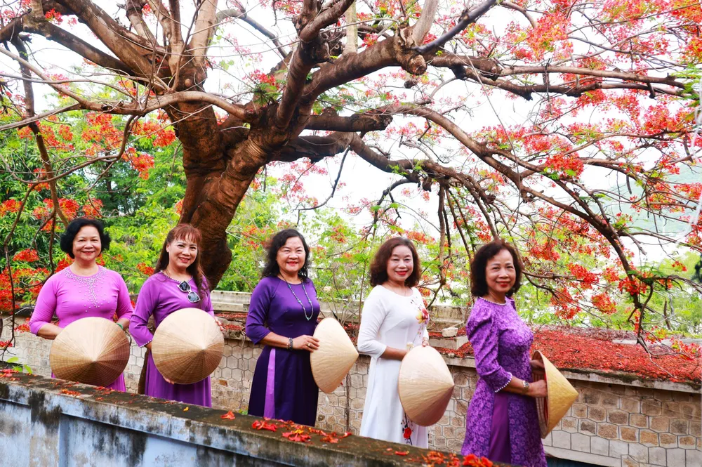 Những cô giáo U70 chụp hình dưới cây phượng cổ thụ cô giáo U70