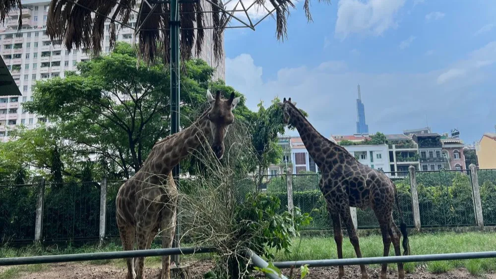 Hình ảnh hươu bố mẹ. Ảnh: PHƯƠNG LÊ.