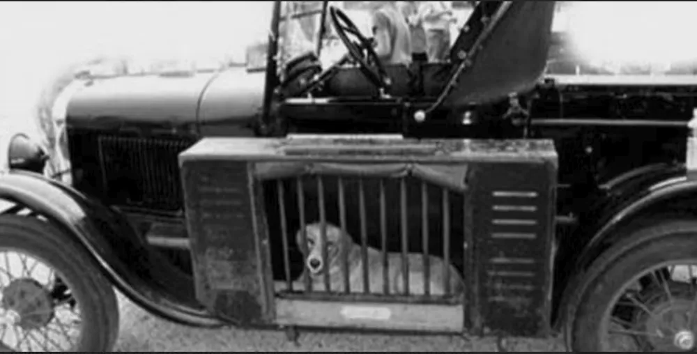 Vận chuyển chó bên ngoài. Ảnh: Hotcars.